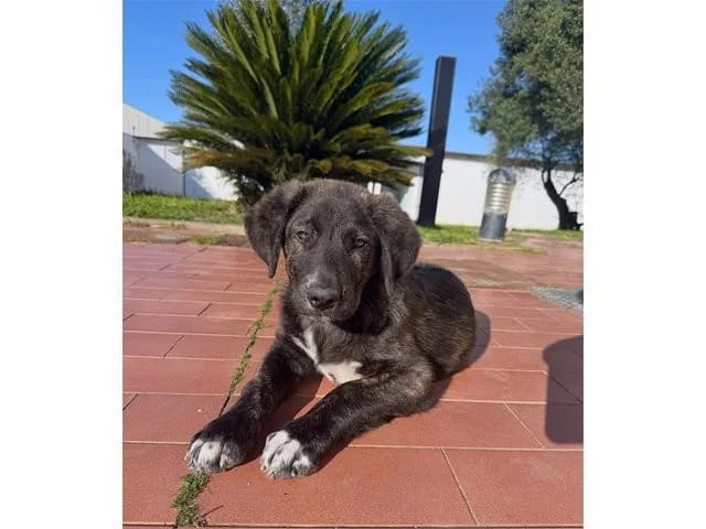 Gastone, male puppy Mixed Breed for adoption at ProTier e.V.
