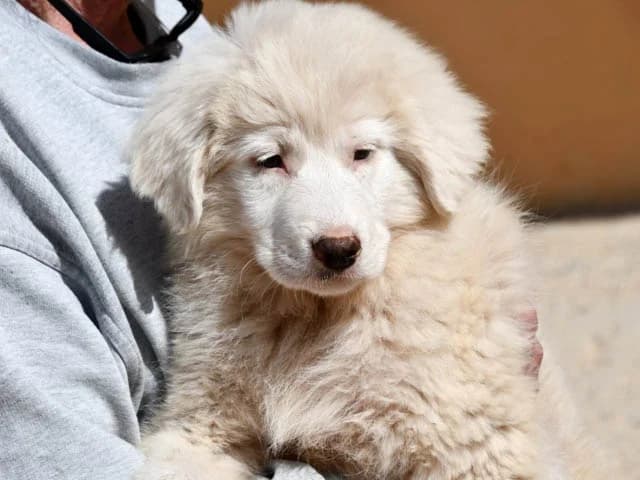 Lisa, female puppy mixed breed for adoption at ProTier e.V.