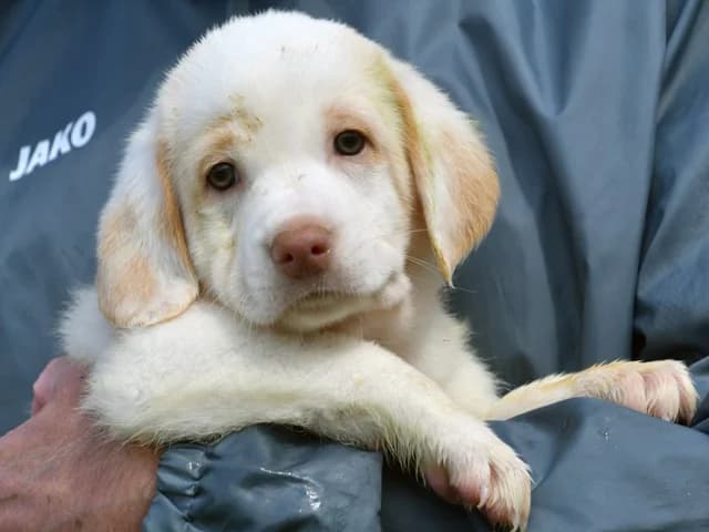 Felz, male puppy Mixed Breed for adoption at ProTier e.V.