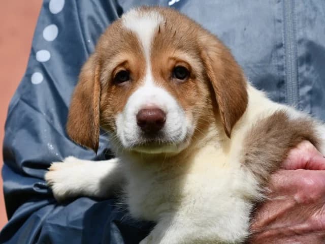 Friol, male puppy Mixed Breed for adoption at ProTier e.V.