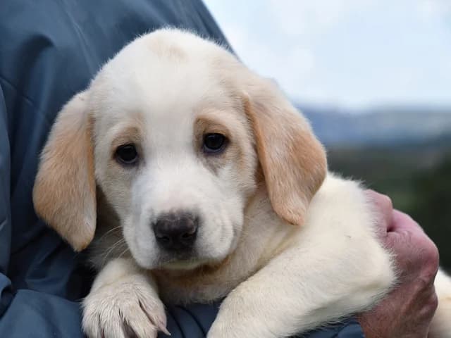 Fuego, Mixed Breed (ProTier e.V.)