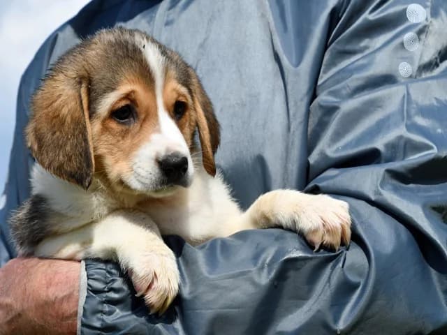Fede, female puppy Mixed Breed for adoption at ProTier e.V.
