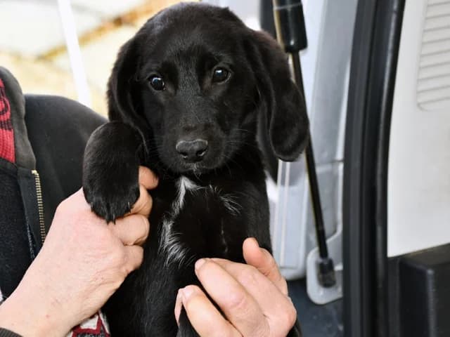 Sandro, male puppy Mixed Breed for adoption at ProTier e.V.