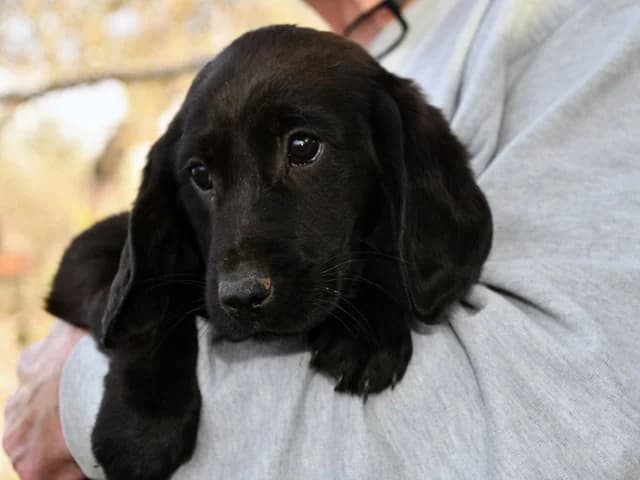 Sorso, male puppy Mixed Breed for adoption at ProTier e.V.