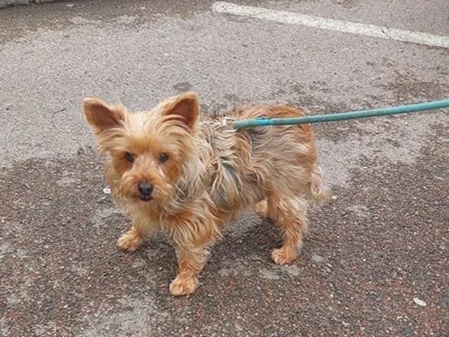 Dora, female senior Yorkshire Terrier for adoption at ProTier e.V.