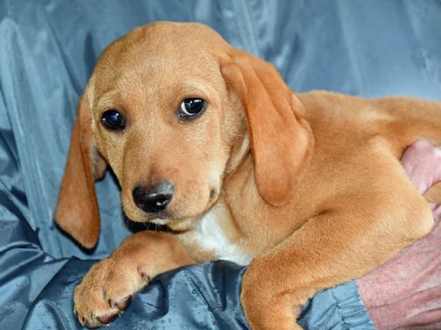 Darby, female puppy mixed breed for adoption at ProTier e.V.
