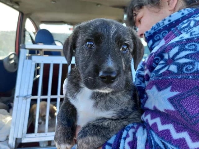 Nano, male 4yo Mixed Breed for adoption at ProTier e.V.