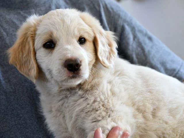 Ermes, male puppy Mixed Breed for adoption at ProTier e.V.