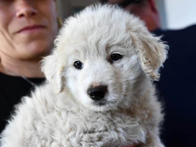 Edi, male puppy Mixed Breed for adoption at ProTier e.V.