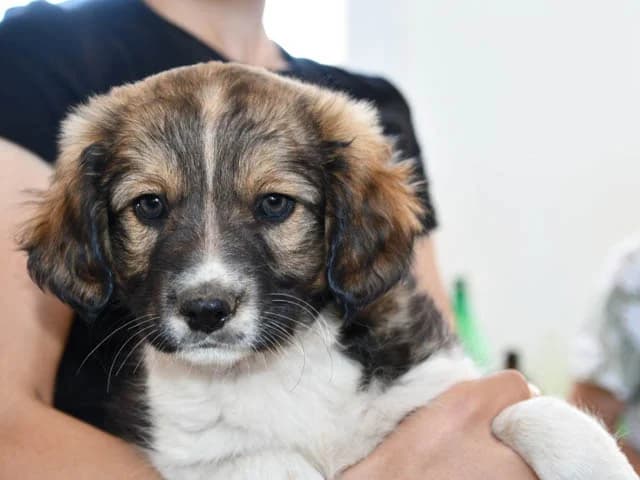 Eleonora, female puppy Mixed Breed for adoption at ProTier e.V.