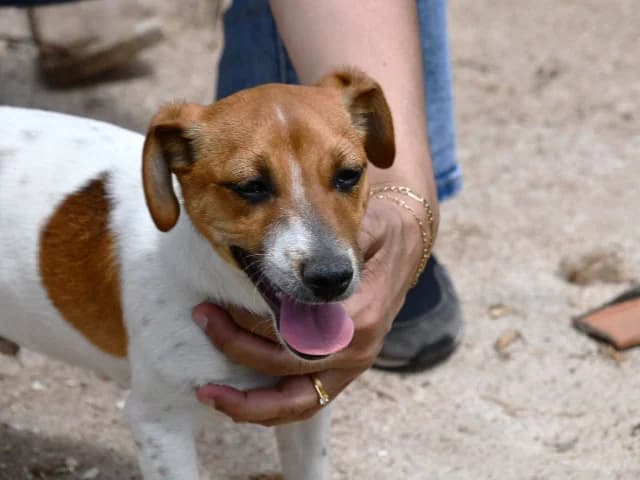 Susa, female puppy Jack Russell Terrier for adoption at ProTier e.V.