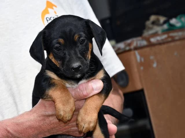 Peppe, male Mixed Breed for adoption at ProTier e.V.
