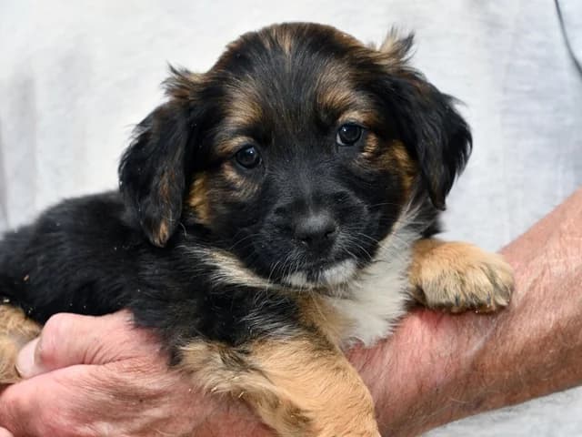 Pino, male Mixed Breed for adoption at ProTier e.V.