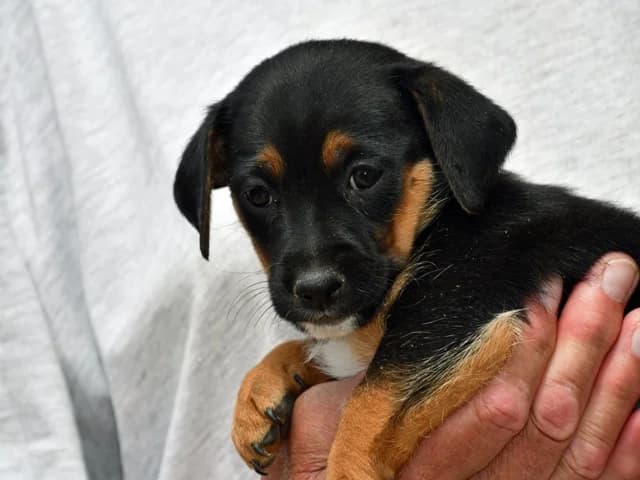 Pippa, female Mixed Breed for adoption at ProTier e.V.