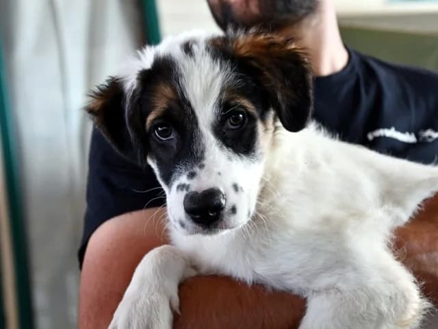 Indiana, female puppy Mixed Breed for adoption at ProTier e.V.