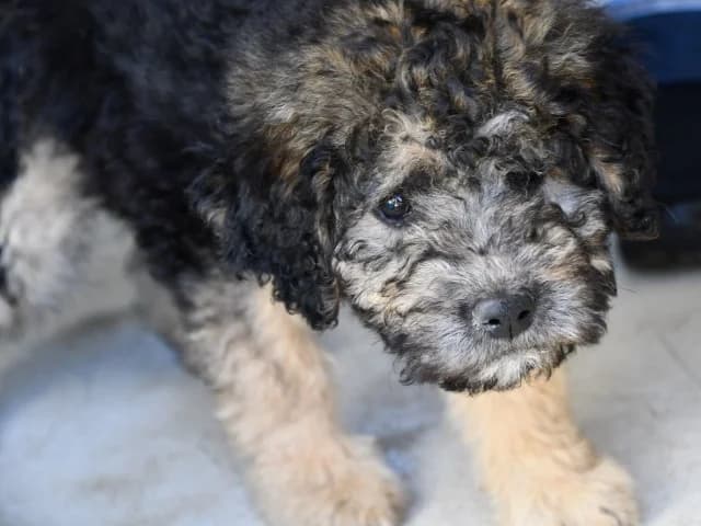 Italia, female puppy mixed breed for adoption at ProTier e.V.