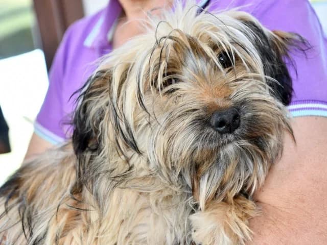Elena, female puppy Yorkshire Terrier for adoption at ProTier e.V.