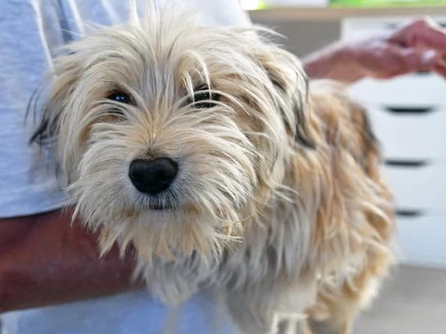 Ella, female puppy Yorkshire Terrier for adoption at ProTier e.V.