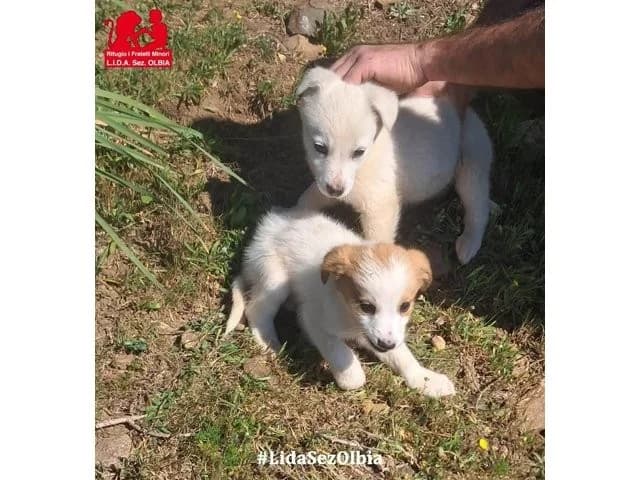 Guendalino, male puppy Mixed Breed for adoption at ProTier e.V.
