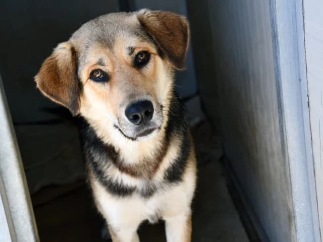 Gecchetto, male young German Shepherd for adoption at ProTier e.V.