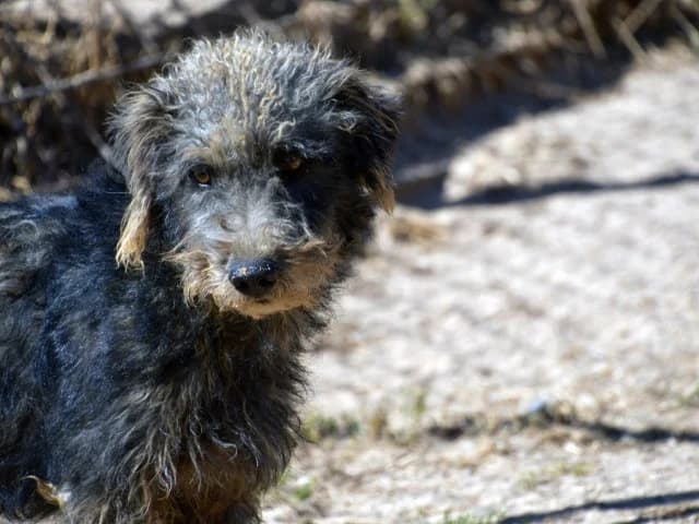 Cleo, Mixed Breed (ProTier e.V.)