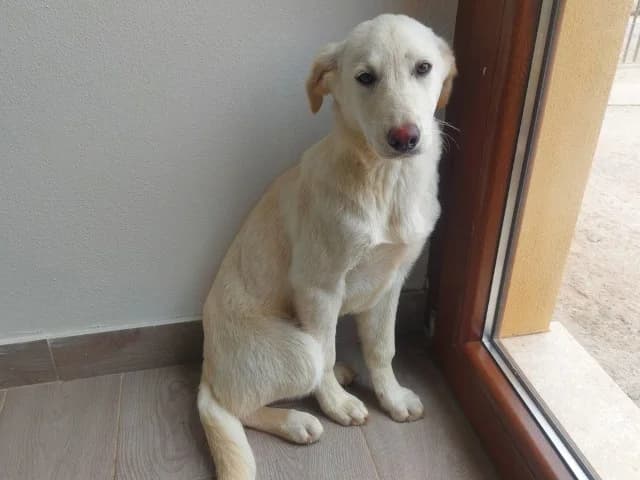 Bia, female puppy Labrador Retriever for adoption at ProTier e.V.