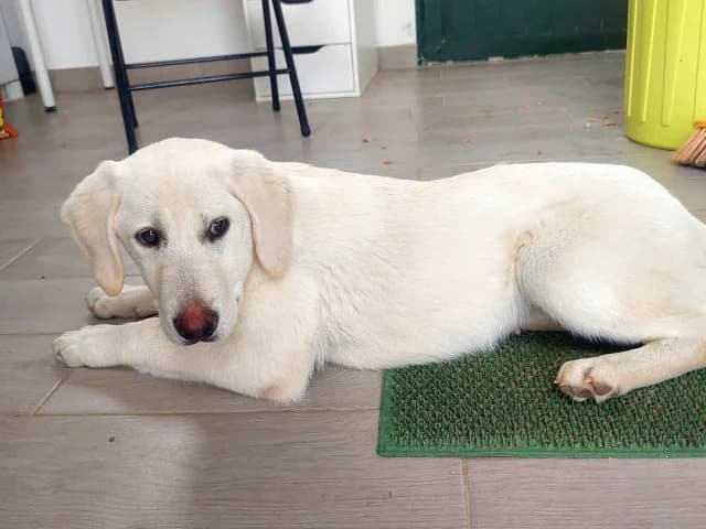 Biba, female puppy Labrador Retriever for adoption at ProTier e.V.