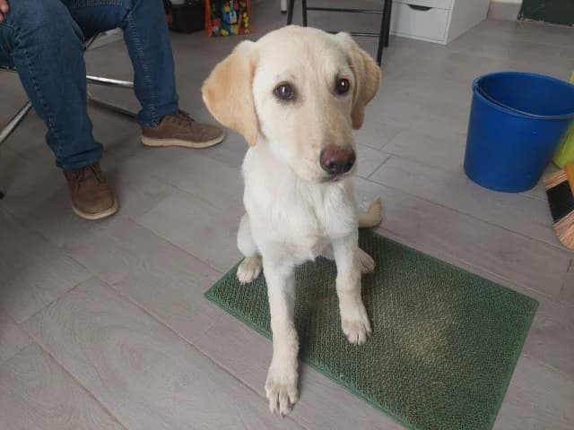 Blenda, female puppy Labrador Retriever for adoption at ProTier e.V.