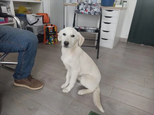 Bacio, male puppy Labrador Retriever for adoption at ProTier e.V.