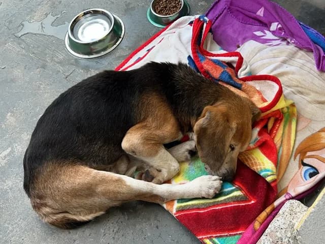 Bruno, male senior Beagle for adoption at ProTier e.V.
