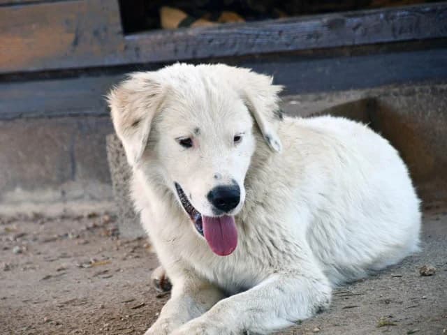 Hans, Mixed Breed (ProTier e.V.)