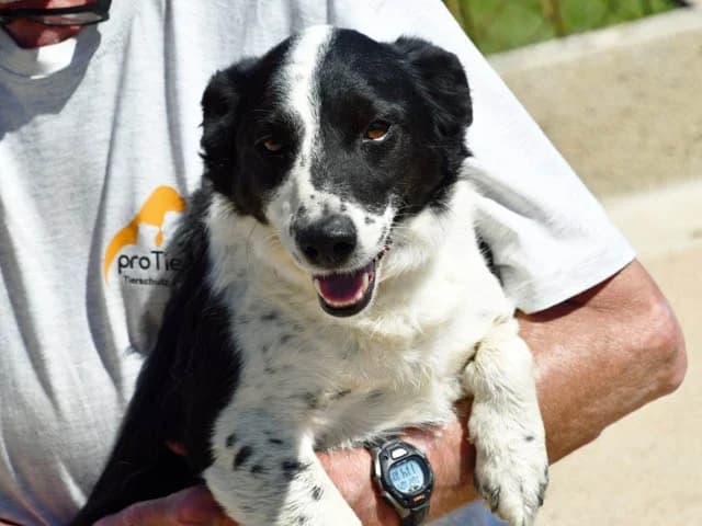 Ice, Mixed Breed (ProTier e.V.)
