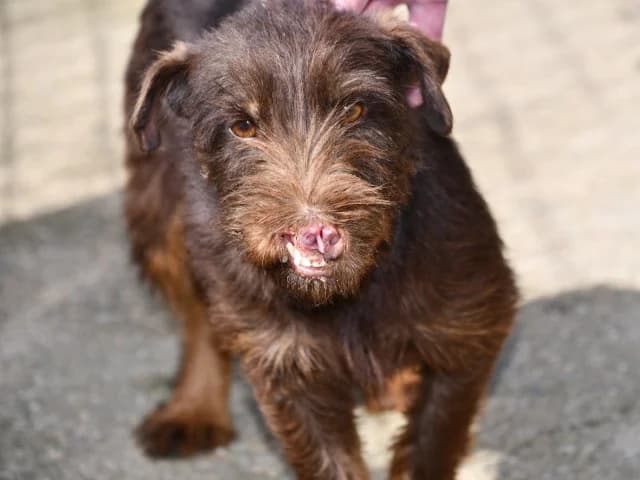 Claudia, Mixed Breed (ProTier e.V.)