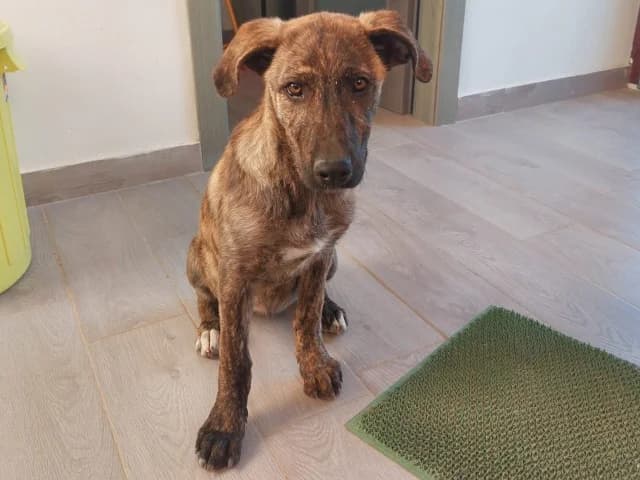Chiara, Mixed Breed (ProTier e.V.)