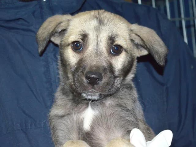 Lindon, Mixed Breed (ProTier e.V.)