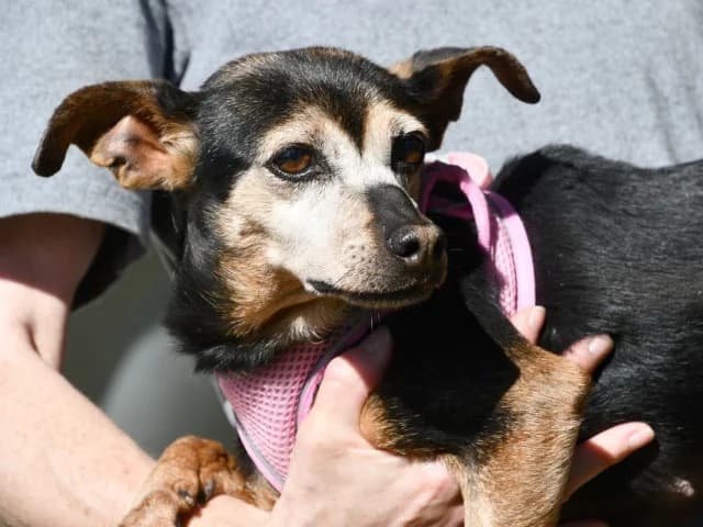 Muscedda, Mixed Breed (ProTier e.V.)