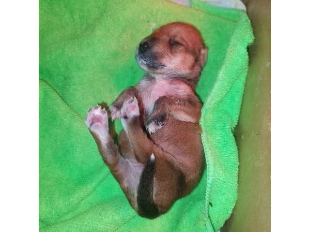 Fortunato, Mixed Breed (ProTier e.V.)
