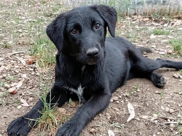 Nera, Mixed Breed (ProTier e.V.)