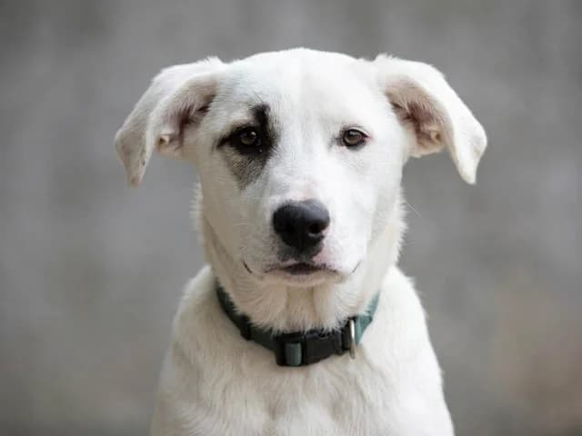 Pirato, Mixed Breed (ProTier e.V.)