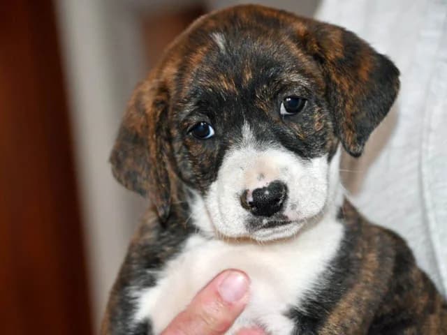 Bobbi, Mixed Breed (ProTier e.V.)