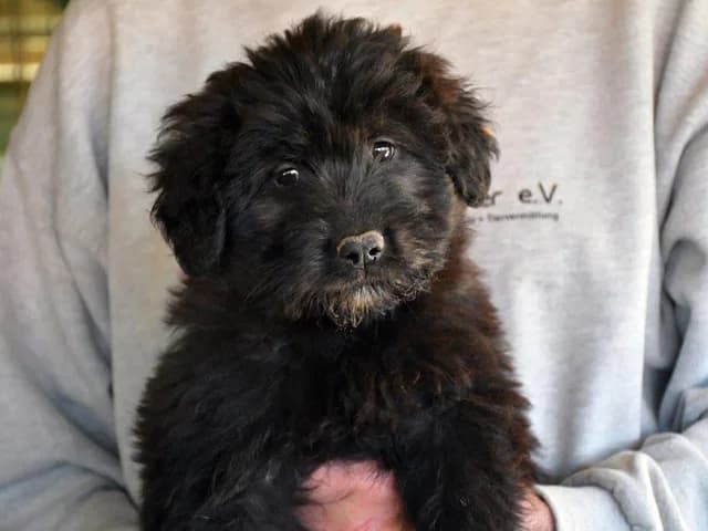 Pinio, Mixed Breed (ProTier e.V.)