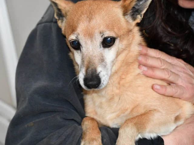 Filippo, Mixed Breed (ProTier e.V.)