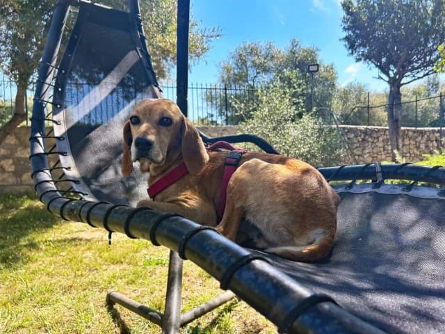 Paoletto, Mixed Breed (ProTier e.V.)