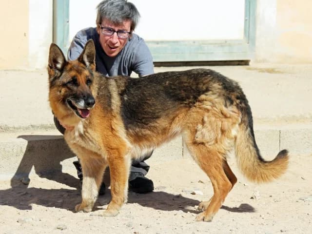 Jana, Mixed Breed (ProTier e.V.)