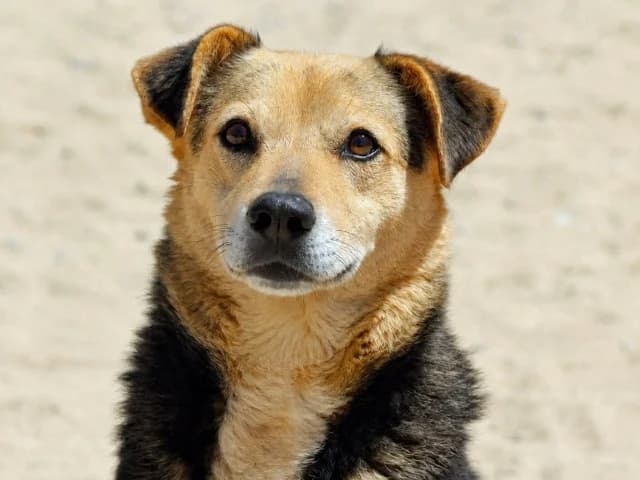 Jack, Mixed Breed (ProTier e.V.)