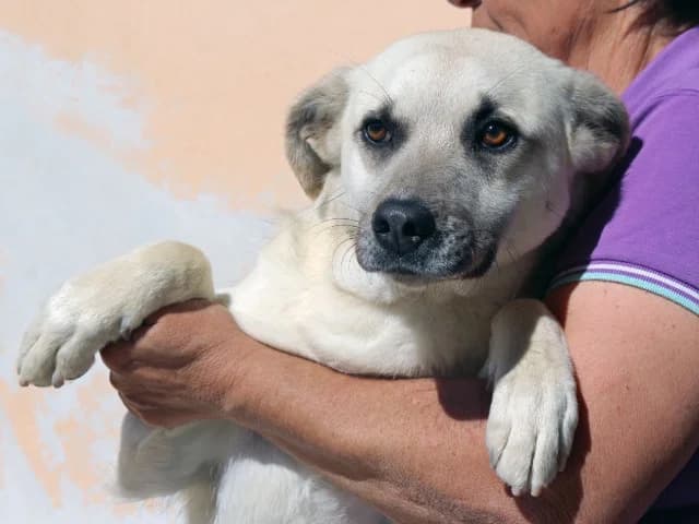 Isabel, Mixed Breed (ProTier e.V.)