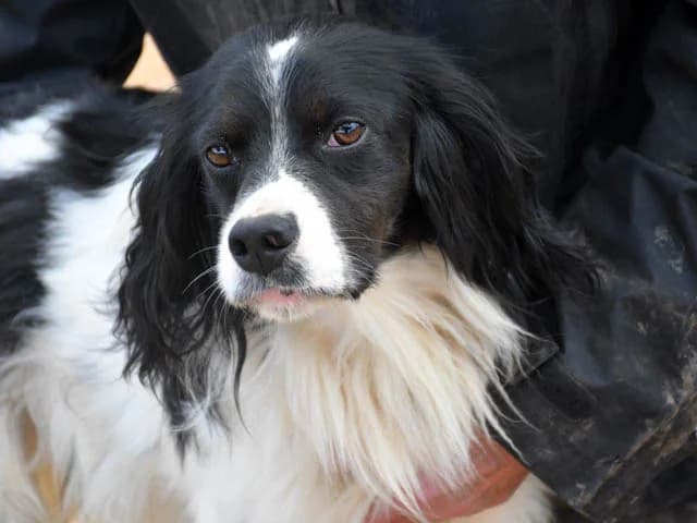 Nek, male 4yo Brittany Spaniel for adoption at ProTier e.V.