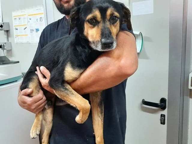 Mastro, Mixed Breed (ProTier e.V.)