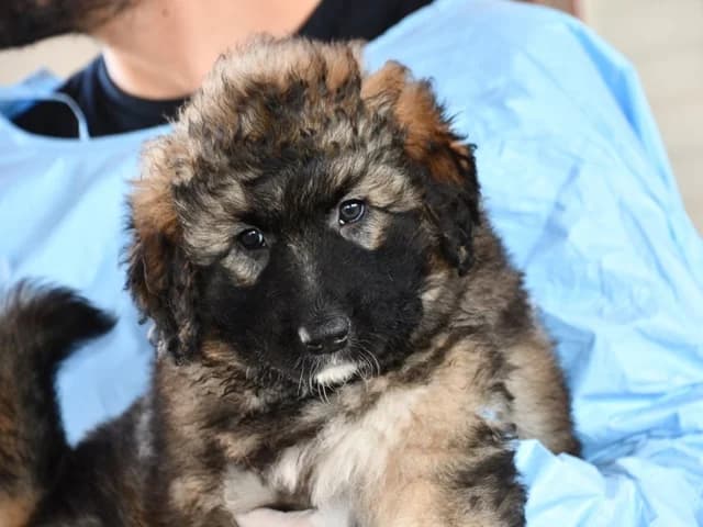 Lilù, female Mixed Breed for adoption at ProTier e.V.