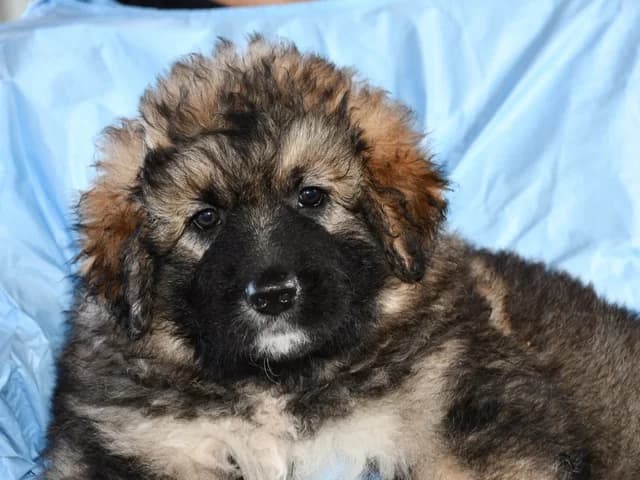 Shila, Mixed Breed (ProTier e.V.)
